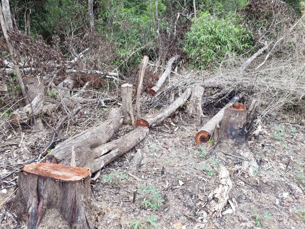 Cận cảnh rừng Kon Plông bị phá nát ảnh 4