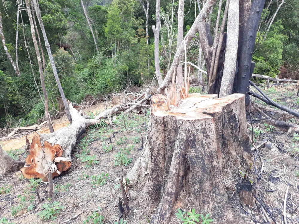 Cận cảnh rừng Kon Plông bị phá nát ảnh 3