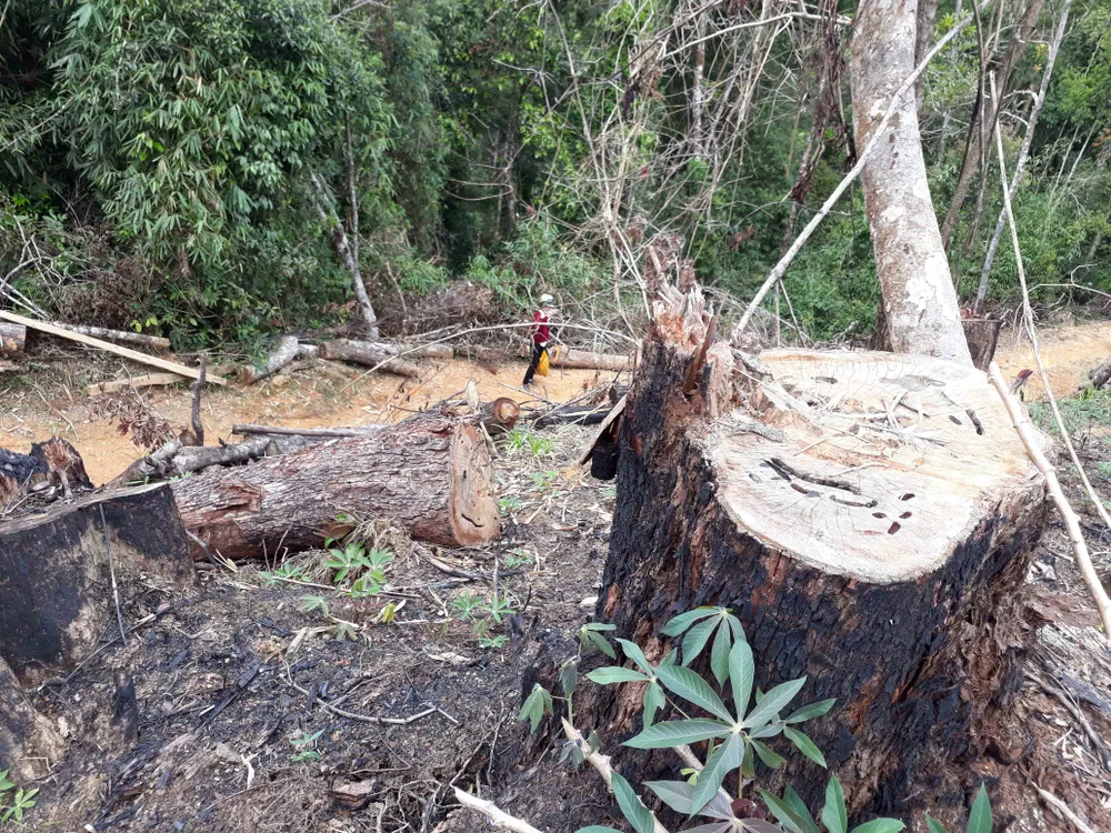 Cận cảnh rừng Kon Plông bị phá nát ảnh 2