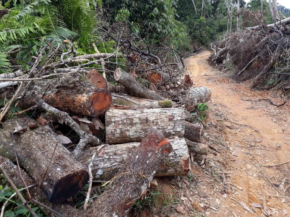 Cận cảnh rừng Kon Plông bị phá nát ảnh 12