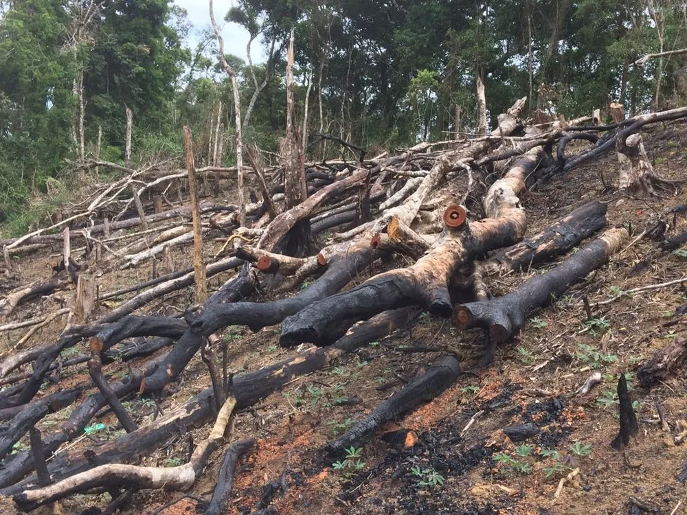 Cận cảnh rừng Kon Plông bị phá nát ảnh 1