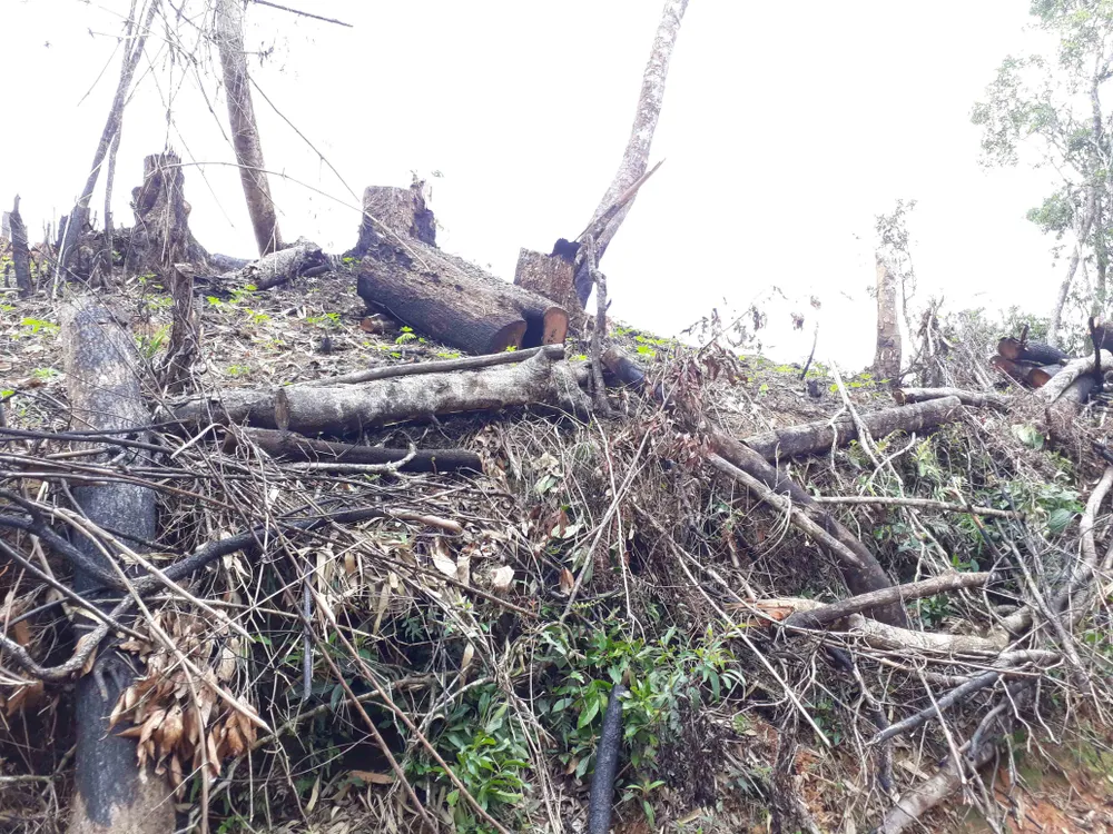 Cận cảnh rừng Kon Plông bị phá nát ảnh 11