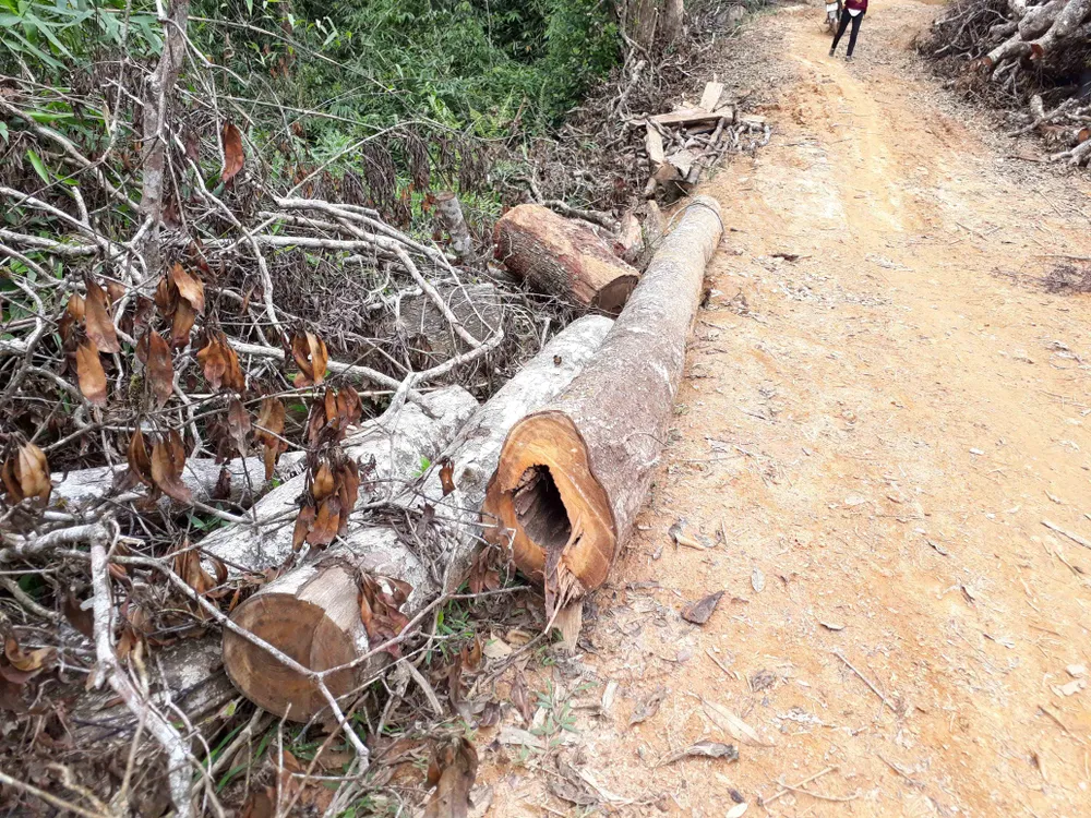 Cận cảnh rừng Kon Plông bị phá nát ảnh 10