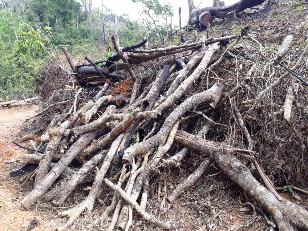 Cận cảnh rừng Kon Plông bị phá nát ảnh 9