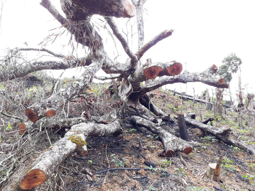 Cận cảnh rừng Kon Plông bị phá nát ảnh 7