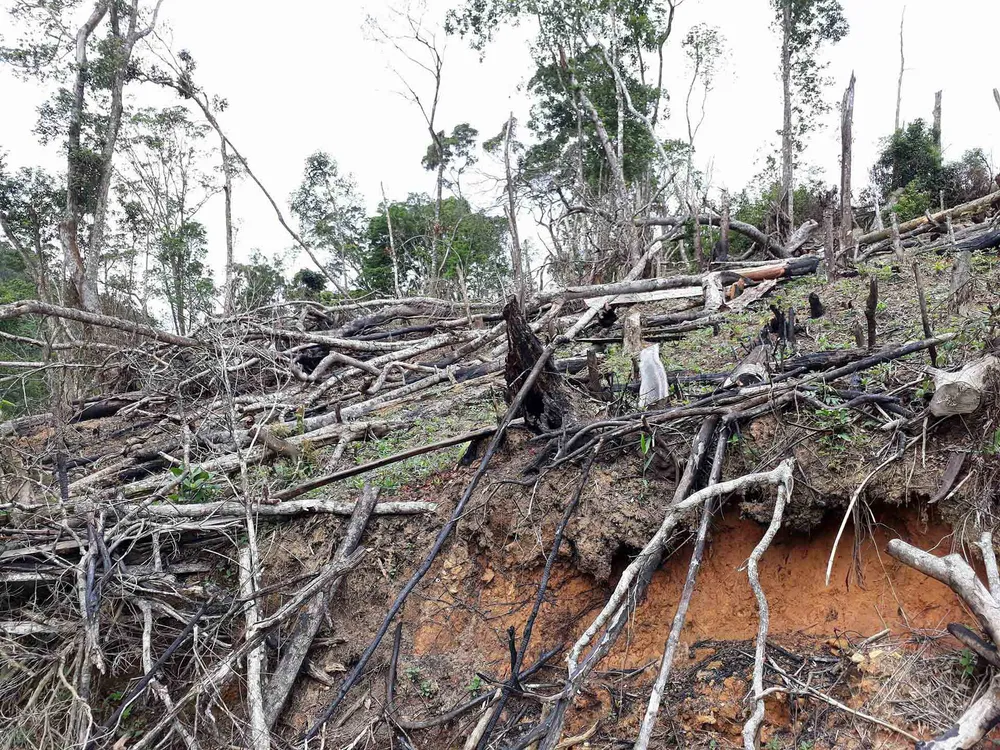 Cận cảnh rừng Kon Plông bị phá nát ảnh 13