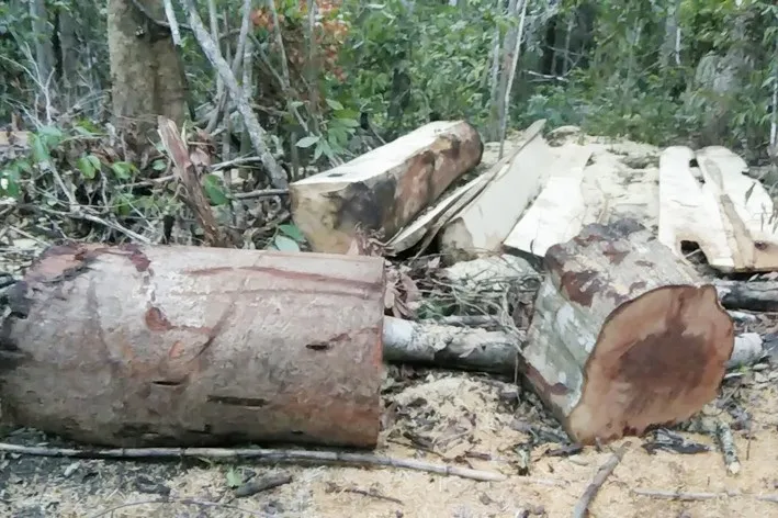 Khởi tố vụ phá rừng ở xã Ia Sao ảnh 1