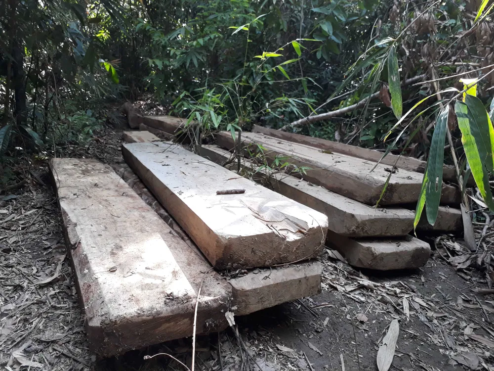 Đột nhập bãi tập kết gỗ lậu ở xã biên giới  ảnh 2