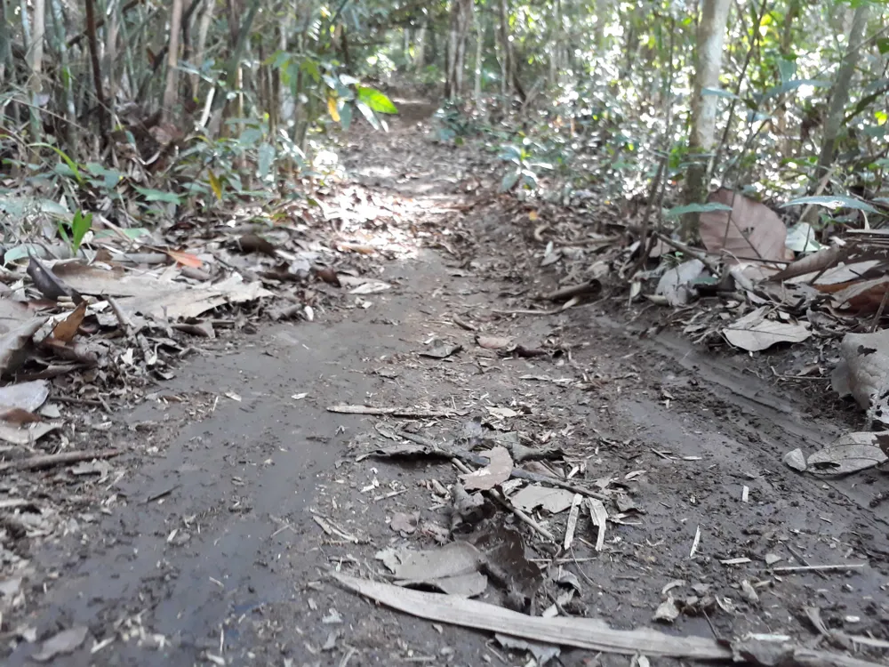 Đột nhập bãi tập kết gỗ lậu ở xã biên giới  ảnh 6