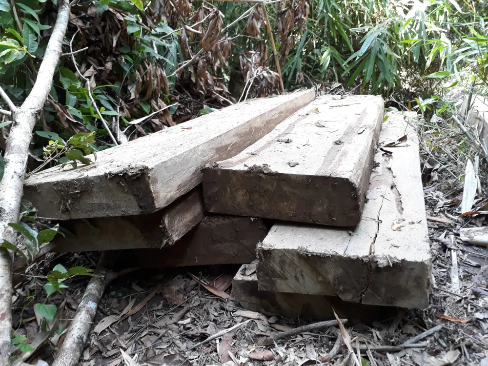 Đột nhập bãi tập kết gỗ lậu ở xã biên giới  ảnh 4