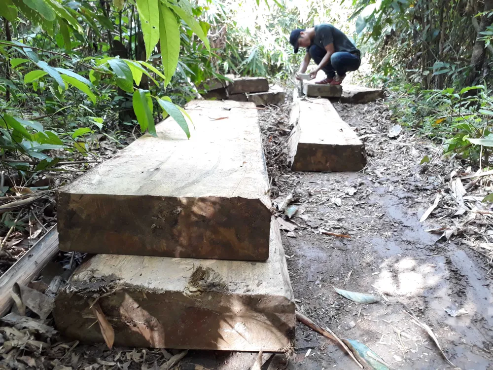 Đột nhập bãi tập kết gỗ lậu ở xã biên giới  ảnh 1