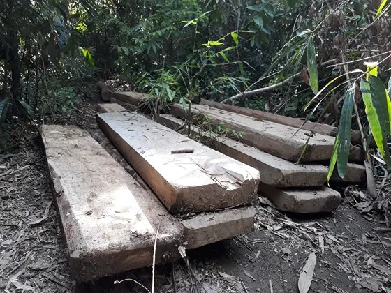 Vụ đột nhập bãi tập kết gỗ lậu ở xã biên giới: Gỗ tập kết vốn là gỗ vi phạm đã lập biên bản ảnh 2