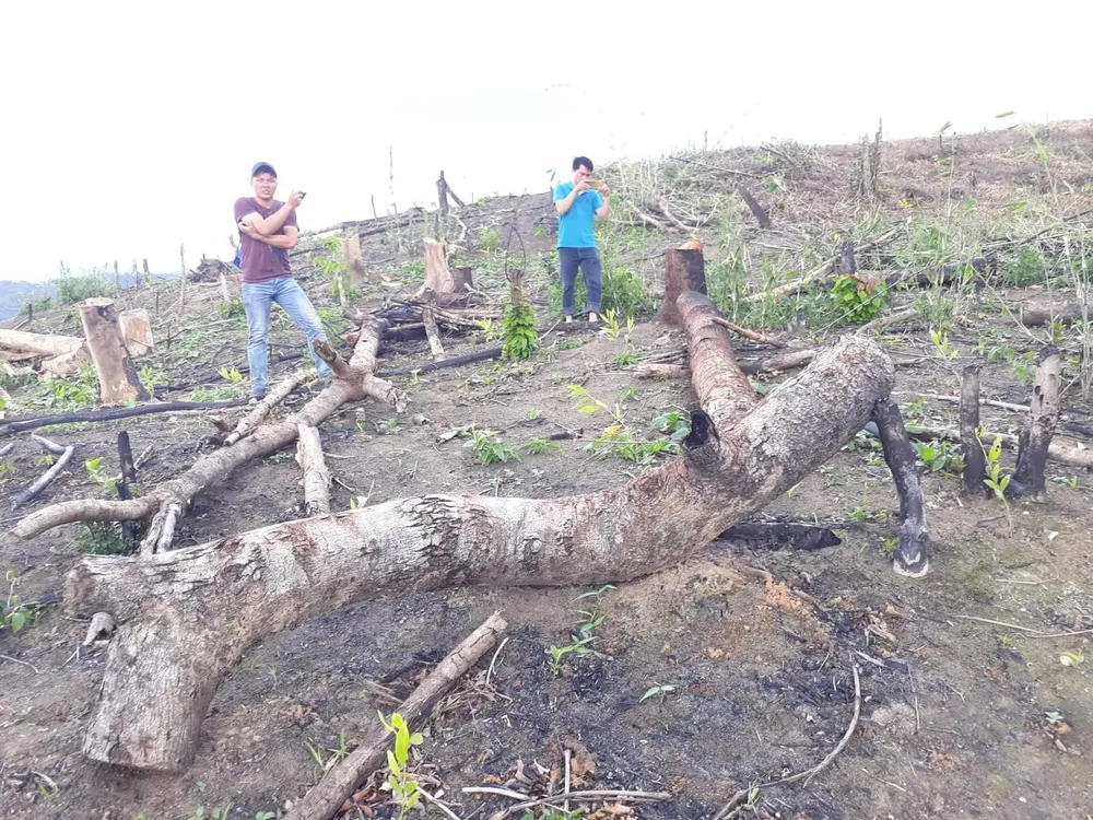 Gia Lai điều tra việc phá rừng để trồng rừng ảnh 2