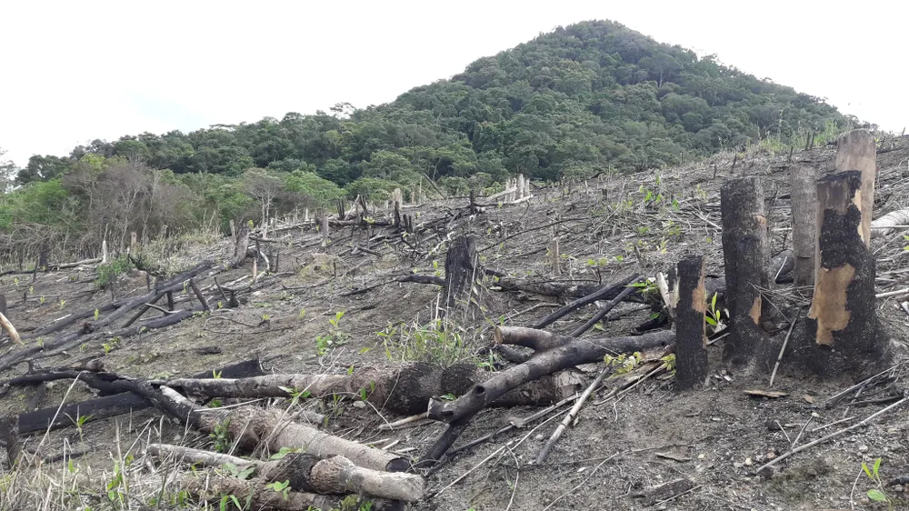 Gia Lai điều tra việc phá rừng để trồng rừng ảnh 3
