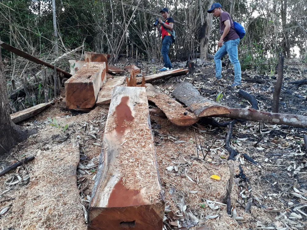 Gia Lai điều tra việc phá rừng để trồng rừng ảnh 1