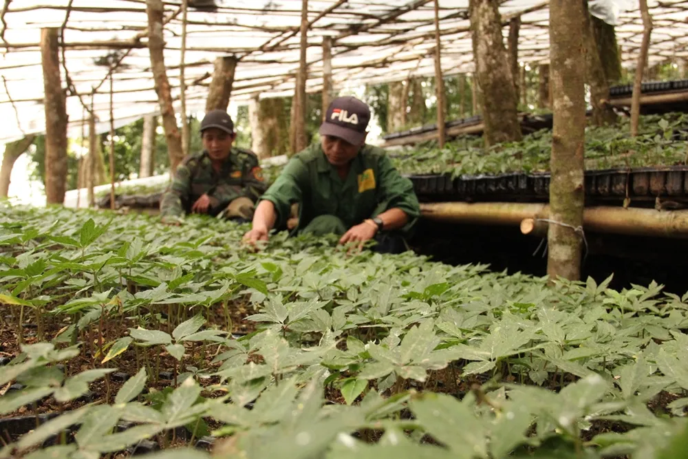 Chiêm ngưỡng vườn sâm ngàn tỷ trên đỉnh Ngọc Linh ảnh 12