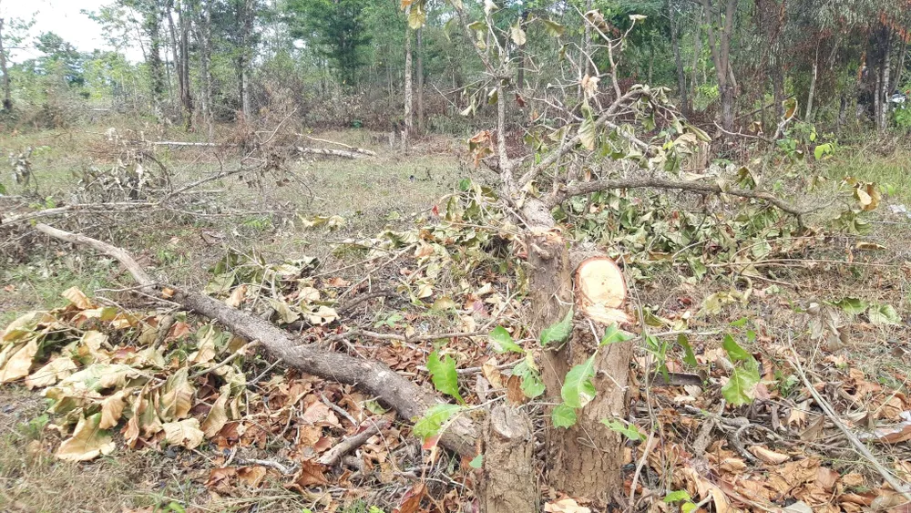 Bức xúc rừng bị phá, dân viết đơn phản ánh lên tỉnh  ảnh 4
