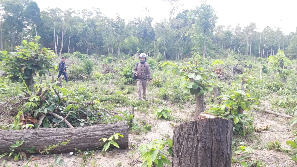 Bức xúc rừng bị phá, dân viết đơn phản ánh lên tỉnh  ảnh 2