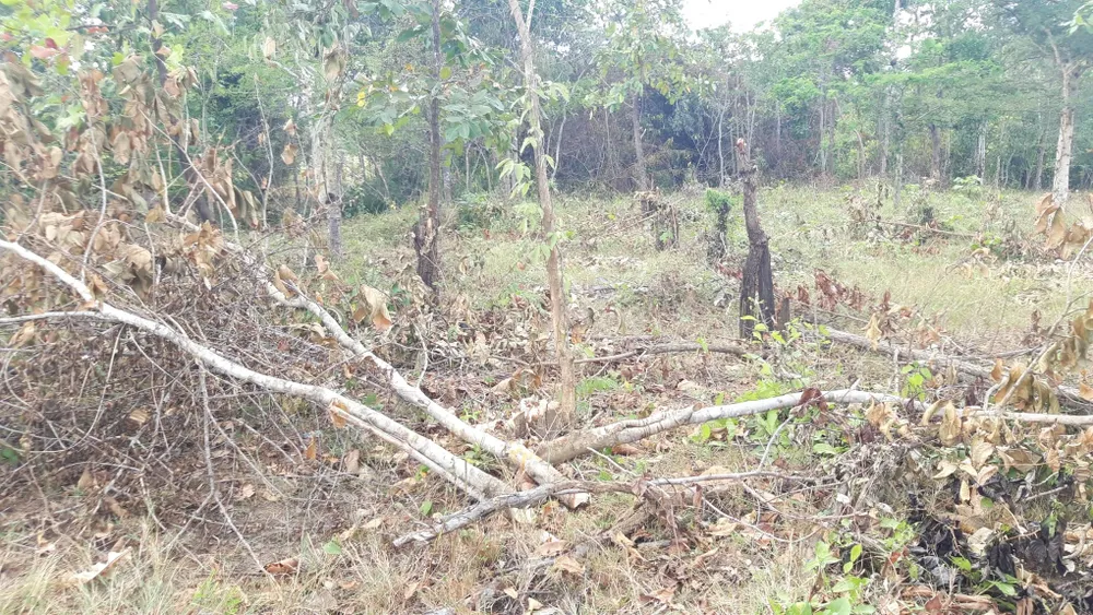 Bức xúc rừng bị phá, dân viết đơn phản ánh lên tỉnh  ảnh 6