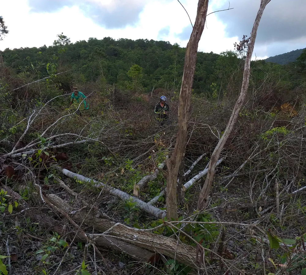 Thuê người phá rừng để… trồng rừng  ảnh 2