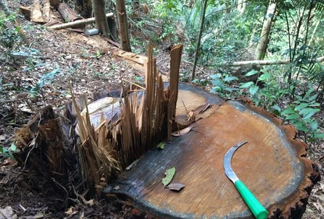 Rừng ở huyện Kon Rẫy bị cưa hạ