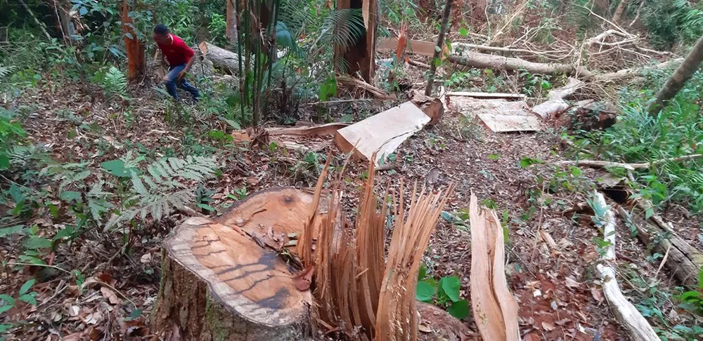 Thâm nhập hiện trường gỗ bị cưa hạ ngổn ngang ở Kon Tum  ảnh 5