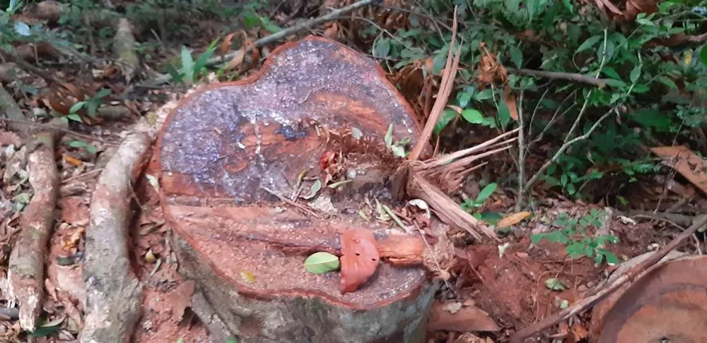 Thâm nhập hiện trường gỗ bị cưa hạ ngổn ngang ở Kon Tum  ảnh 13