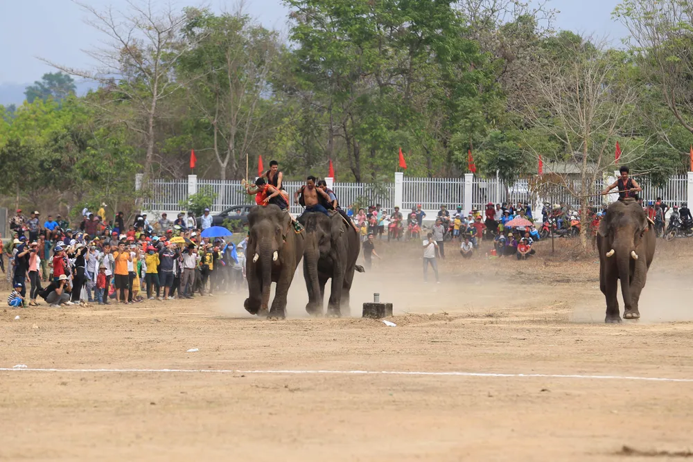 Lên Tây Nguyên xem voi đá bóng ảnh 8