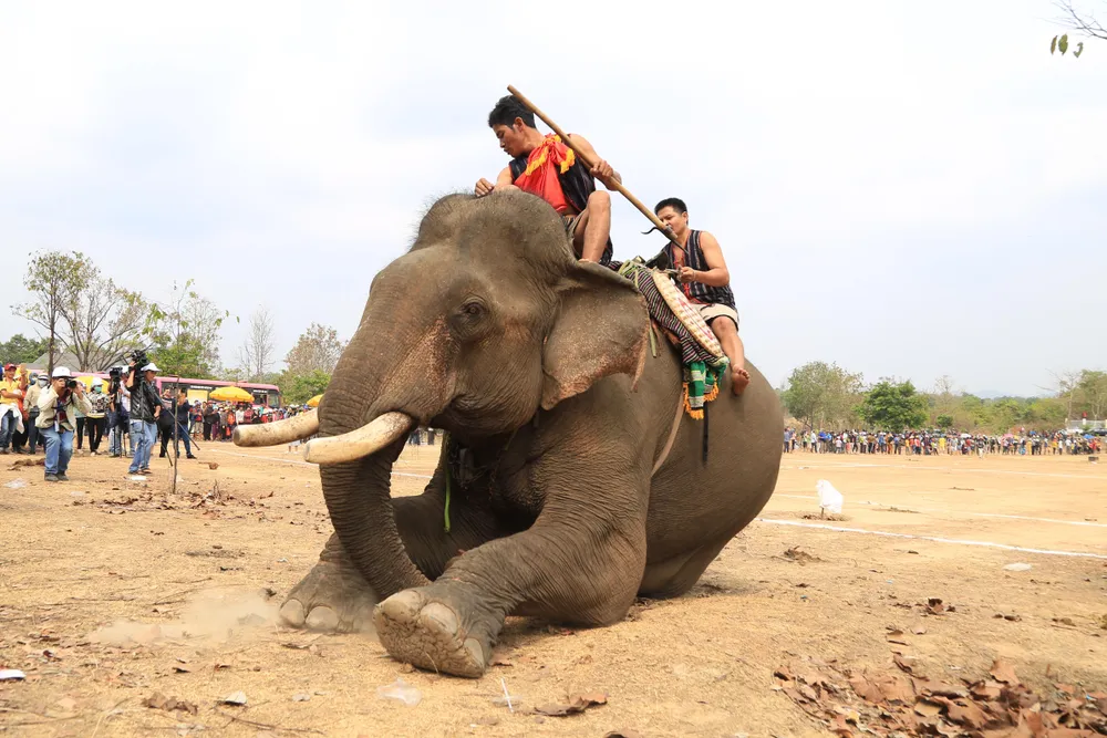 Lên Tây Nguyên xem voi đá bóng ảnh 12