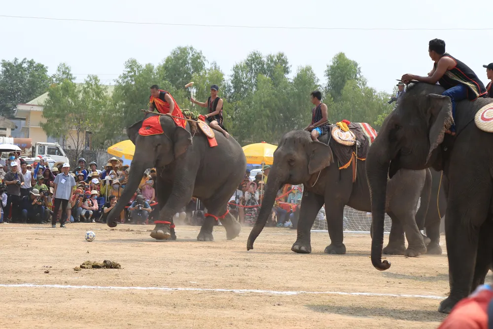 Lên Tây Nguyên xem voi đá bóng ảnh 13