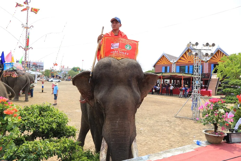 Lên Tây Nguyên xem voi đá bóng ảnh 14