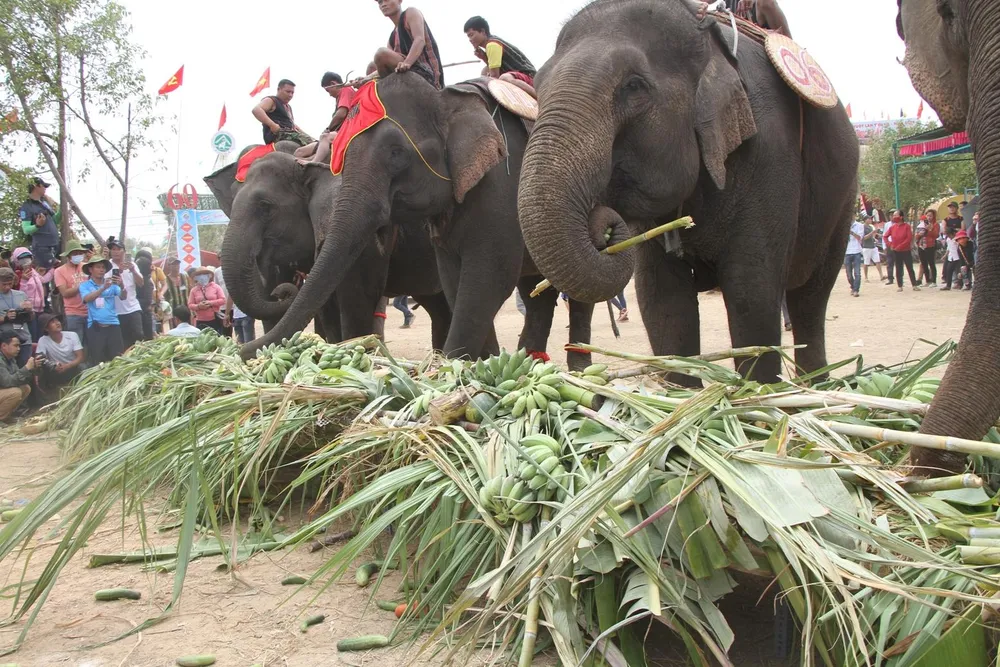 Lên Tây Nguyên xem voi đá bóng ảnh 11