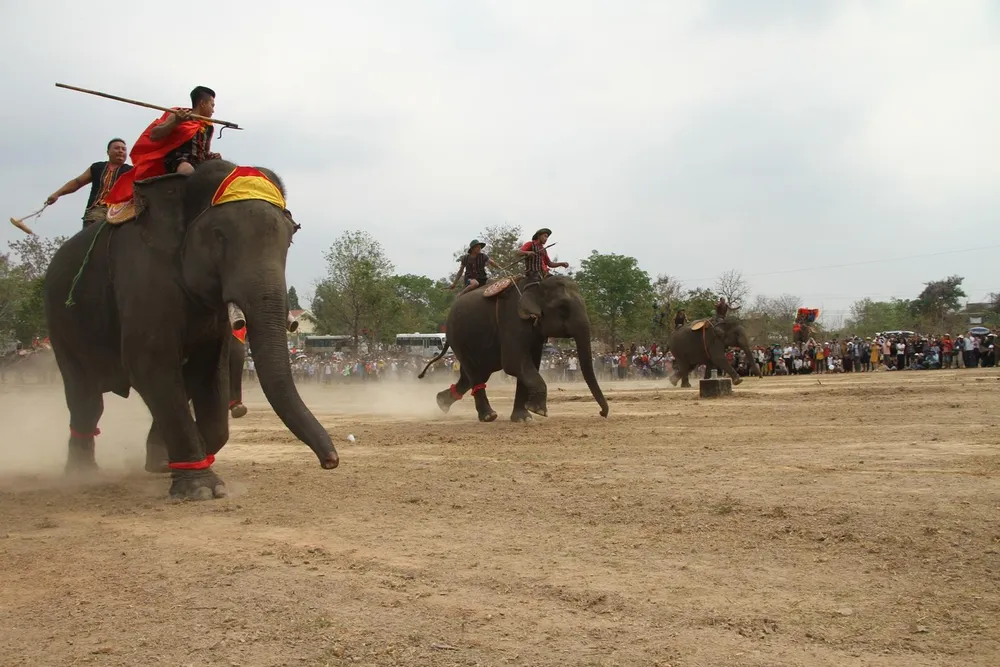 Lên Tây Nguyên xem voi đá bóng ảnh 2