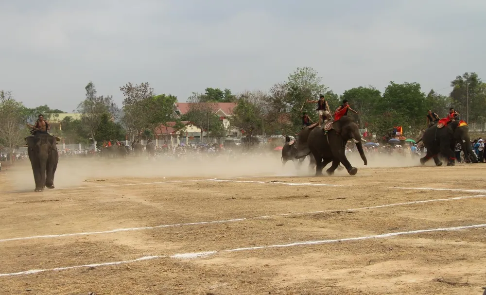 Lên Tây Nguyên xem voi đá bóng ảnh 3