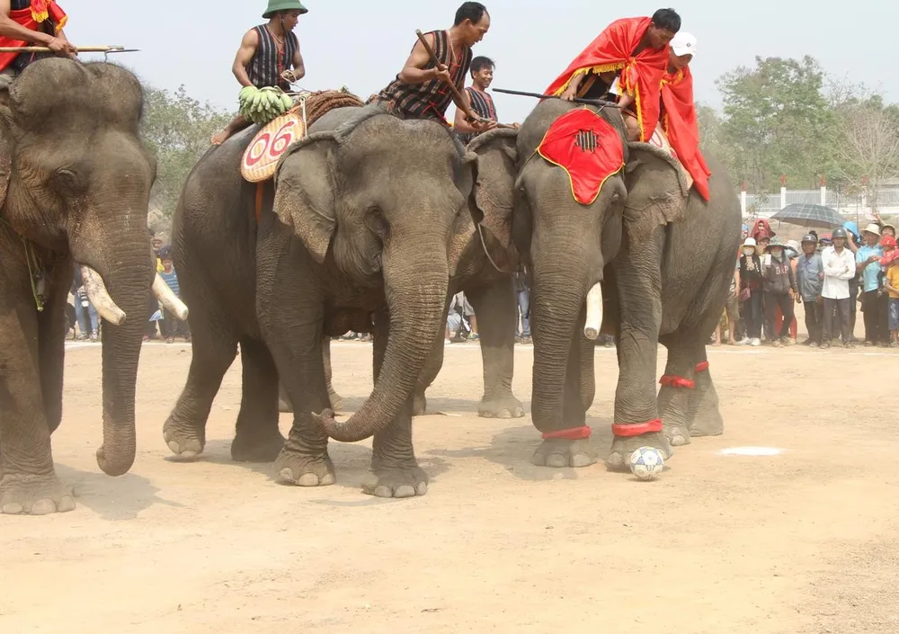 Lên Tây Nguyên xem voi đá bóng ảnh 5
