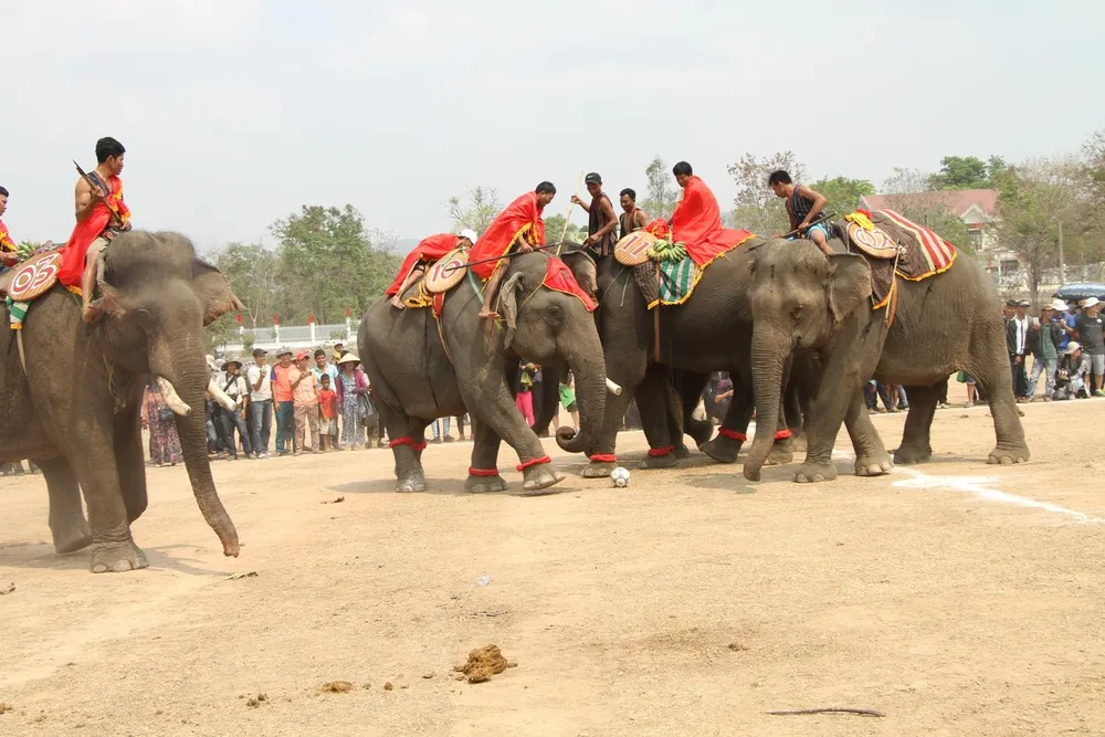 Lên Tây Nguyên xem voi đá bóng ảnh 6