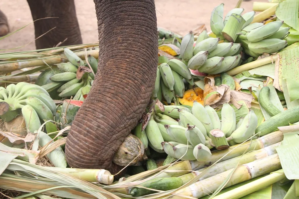 Lên Tây Nguyên xem voi đá bóng ảnh 9
