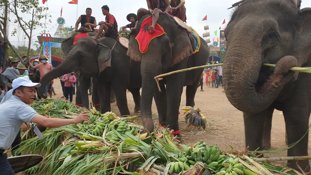 Lên Tây Nguyên xem voi đá bóng ảnh 10