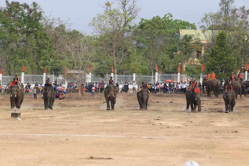 Lên Tây Nguyên xem voi đá bóng ảnh 7