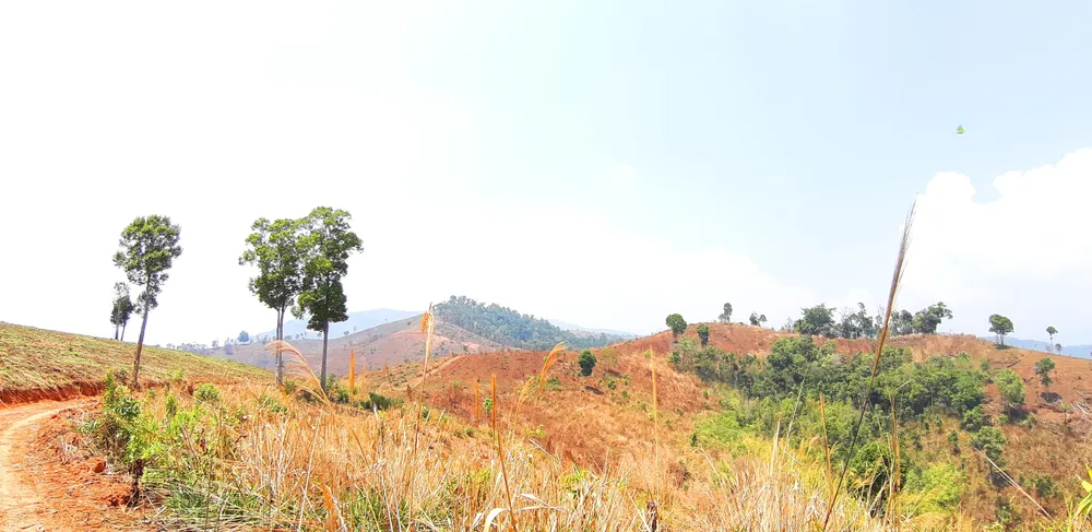 Gỗ bị chặt hạ, cất giấu trên “cổng trời” Đắk Long ảnh 2