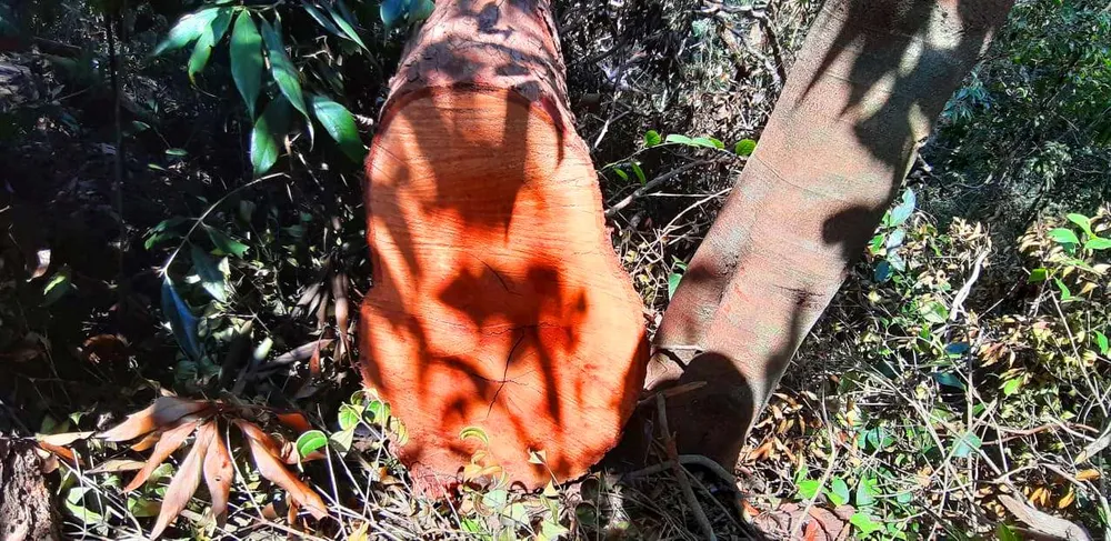 Gỗ bị chặt hạ, cất giấu trên “cổng trời” Đắk Long ảnh 9