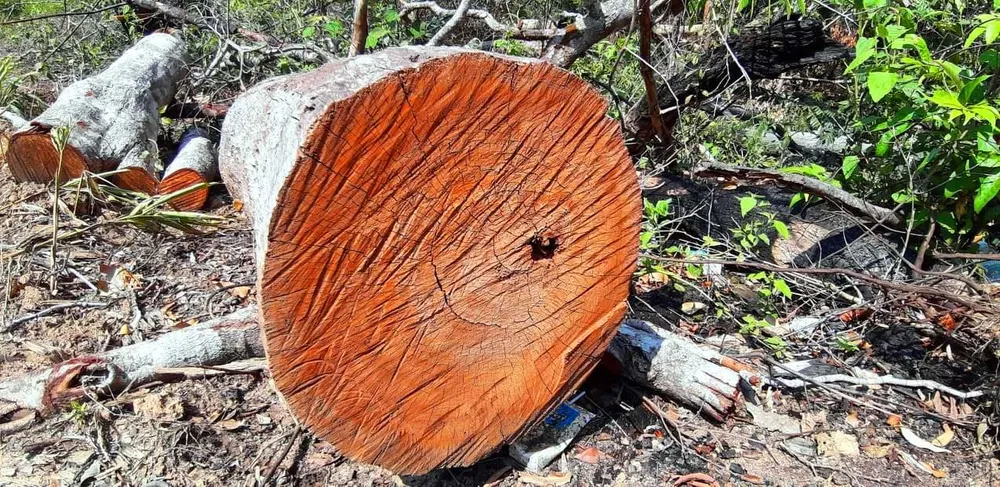 Gỗ bị chặt hạ, cất giấu trên “cổng trời” Đắk Long ảnh 7