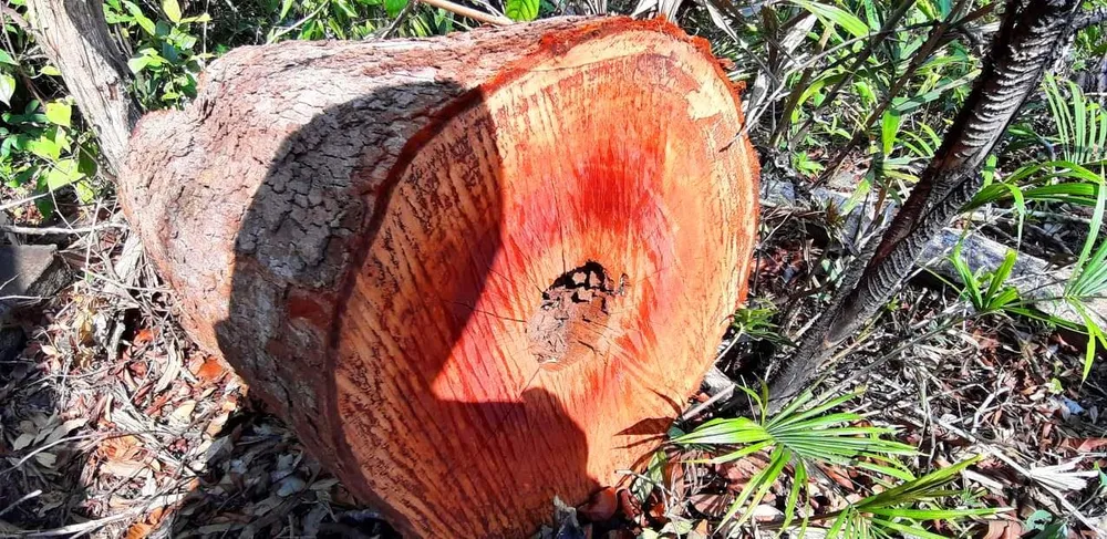 Gỗ bị chặt hạ, cất giấu trên “cổng trời” Đắk Long ảnh 6