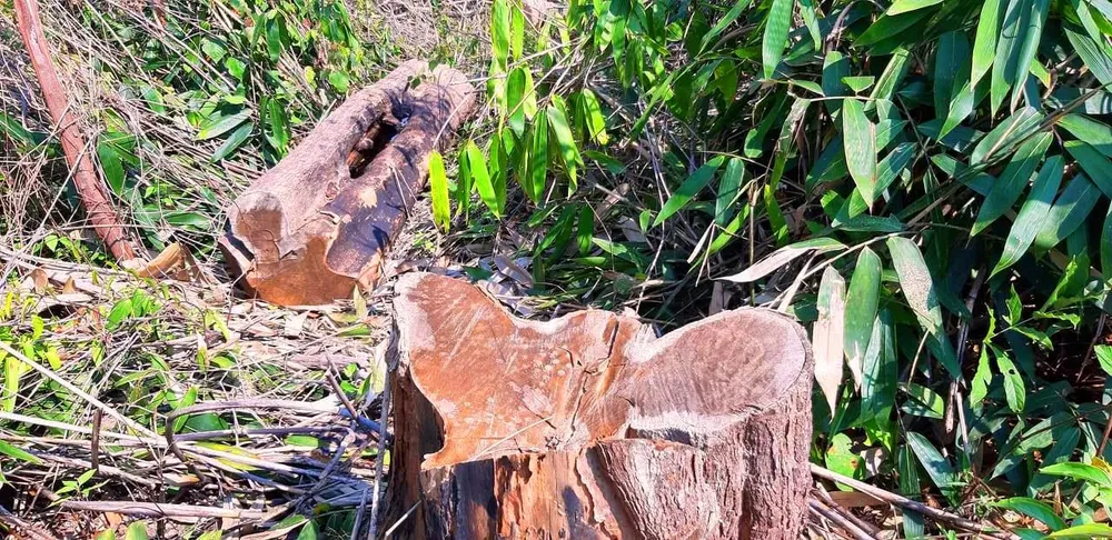 Gỗ bị chặt hạ, cất giấu trên “cổng trời” Đắk Long ảnh 8