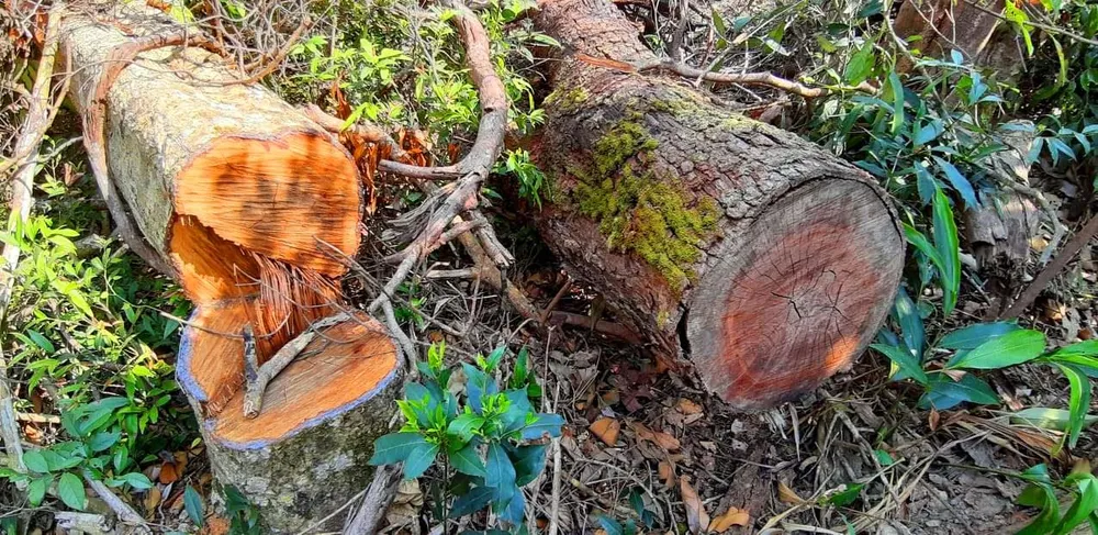 Gỗ bị chặt hạ, cất giấu trên “cổng trời” Đắk Long ảnh 10