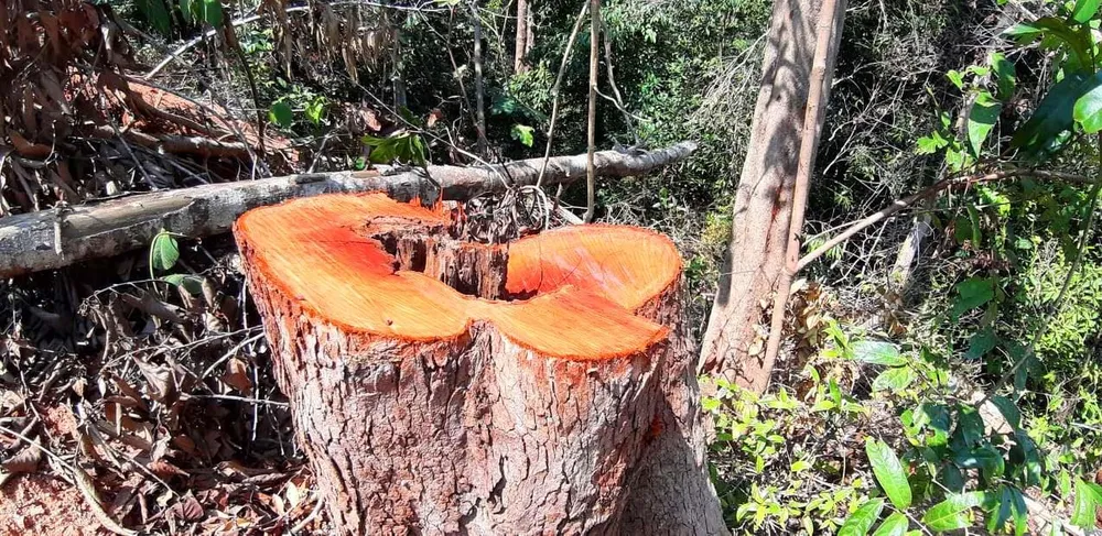 Gỗ bị chặt hạ, cất giấu trên “cổng trời” Đắk Long ảnh 5