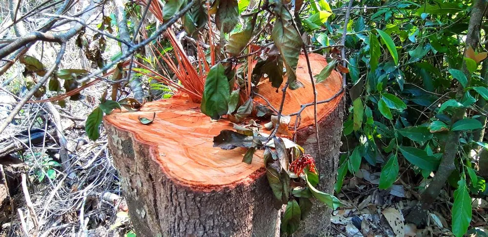 Bắt thêm xe chở gỗ lậu từ “cổng trời”  Đắk Long ảnh 3