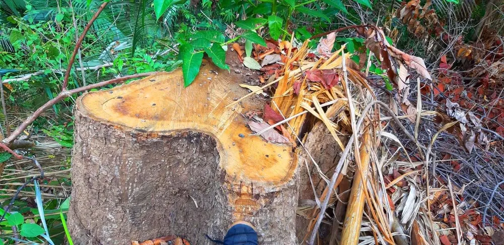 2 trạm bảo vệ rừng chốt 2 đầu, lâm tặc ngang nhiên phá rừng cổ thụ ảnh 7