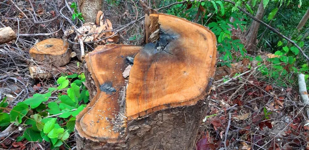 2 trạm bảo vệ rừng chốt 2 đầu, lâm tặc ngang nhiên phá rừng cổ thụ ảnh 8