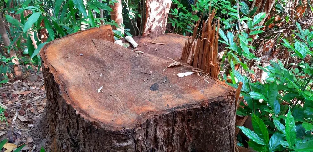 2 trạm bảo vệ rừng chốt 2 đầu, lâm tặc ngang nhiên phá rừng cổ thụ ảnh 9